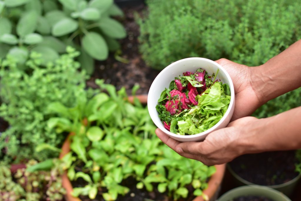 Person holding produce in a bowl over a vegetable garden
