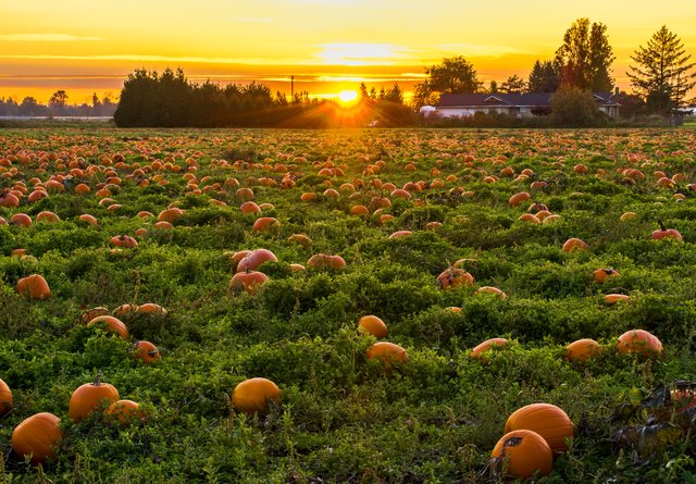 how to pick a pumpkin field at sunset