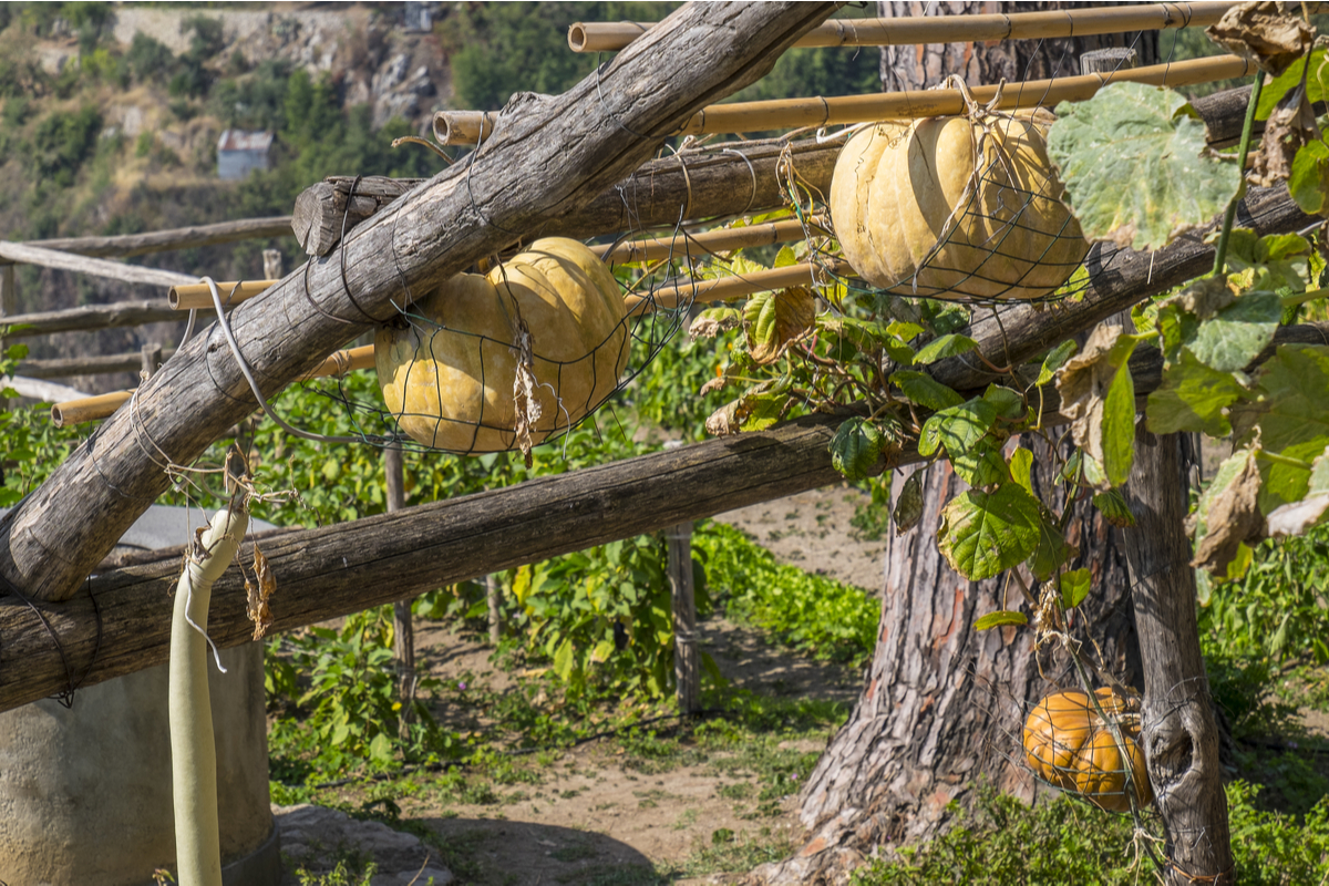 Pumpkins in slings growing on a trellis