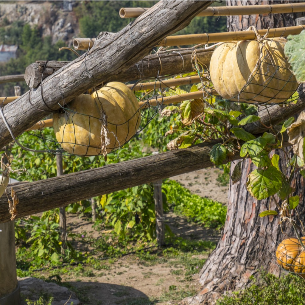 Pumpkins in slings growing on trellis