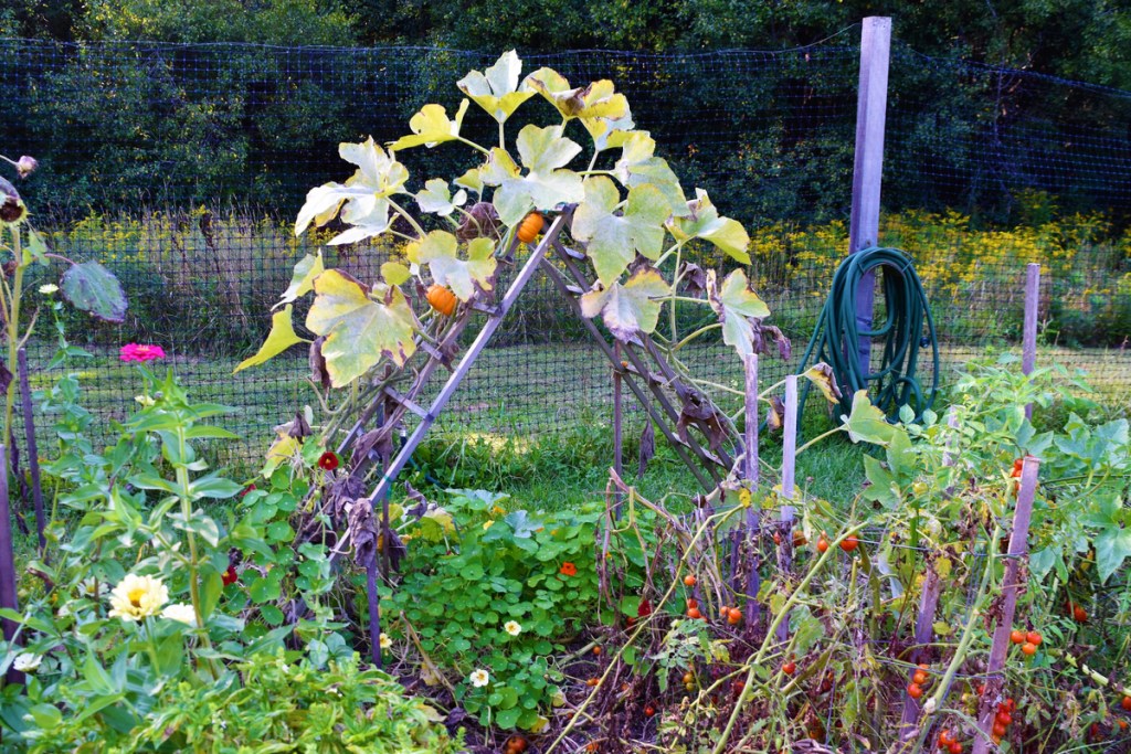 Pumpkins growing on A-frame trellis in garden