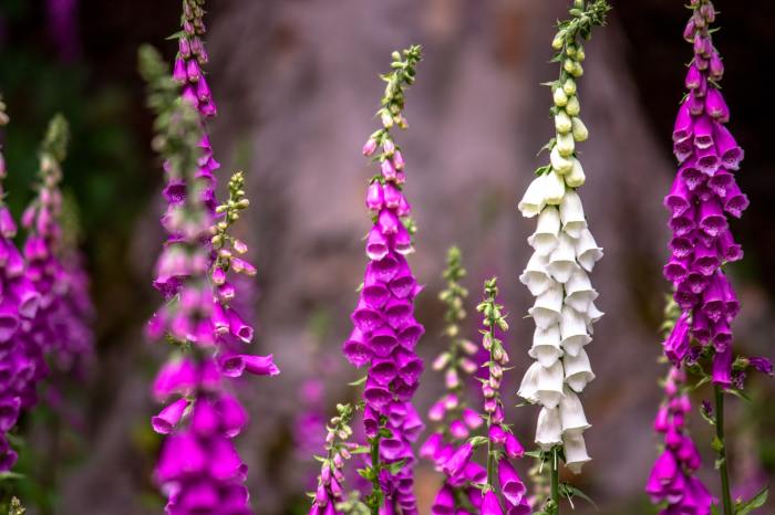 Purple and white foxgloves
