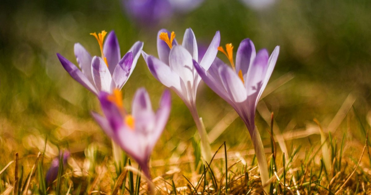 Plant These Flowers to Have the Earliest Spring Blooms HappySprout