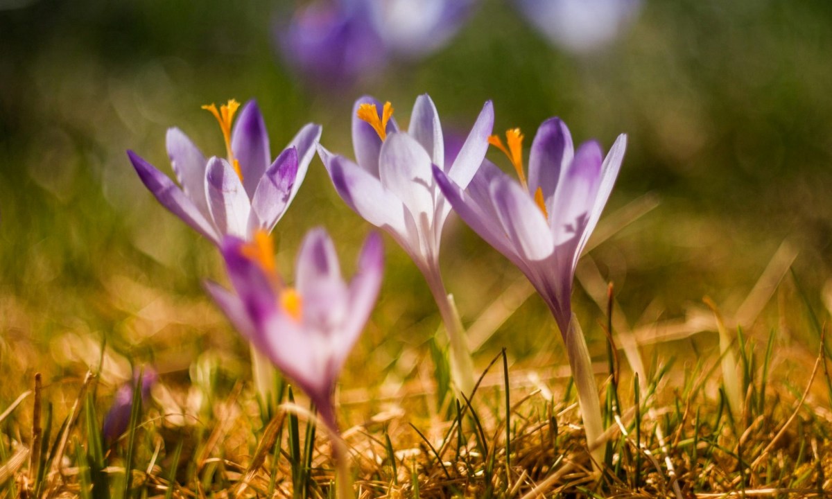 Purple crocuses in the sunlight