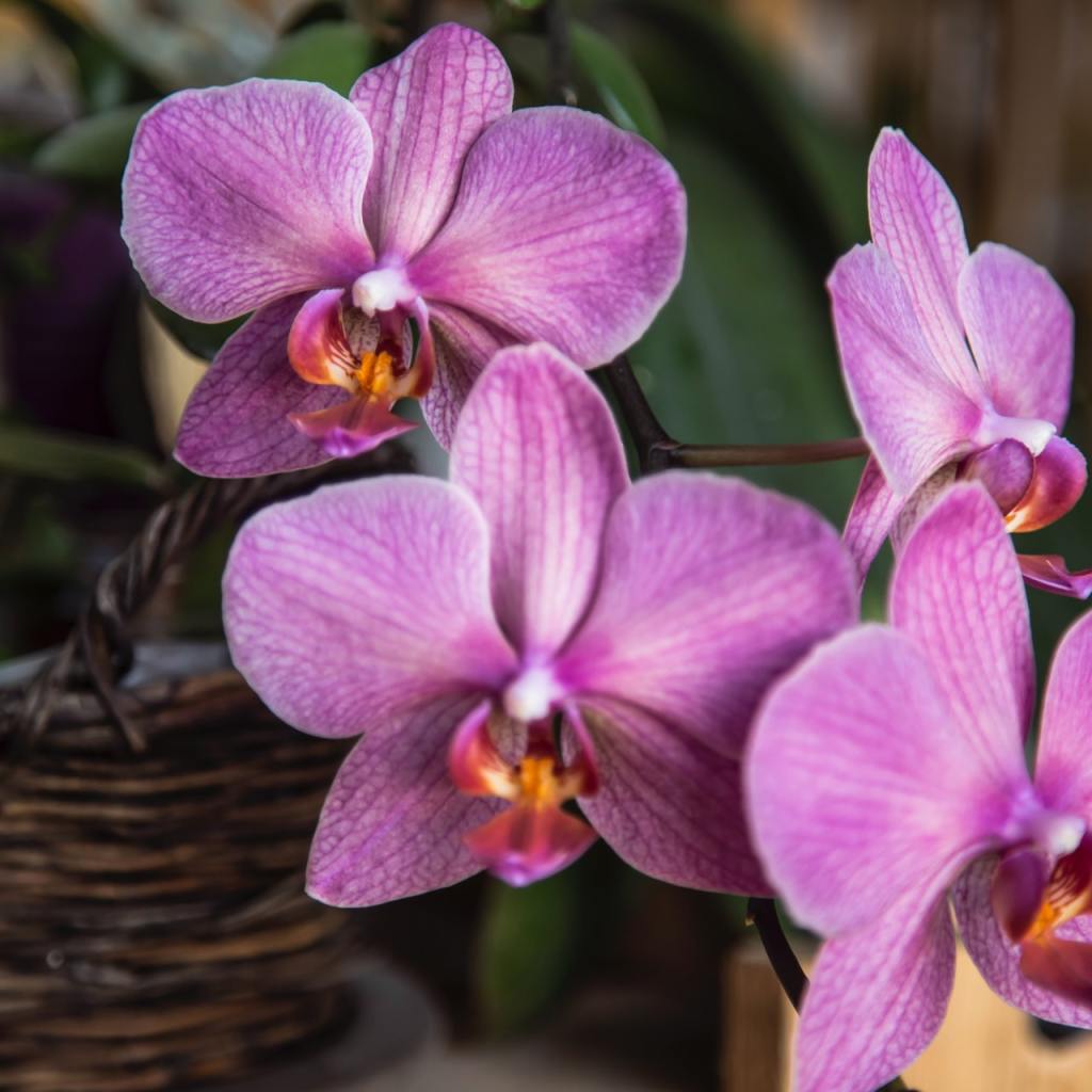Purple orchids growing in a basket