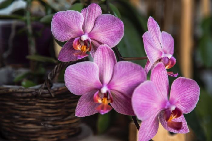 Purple orchids growing in a basket