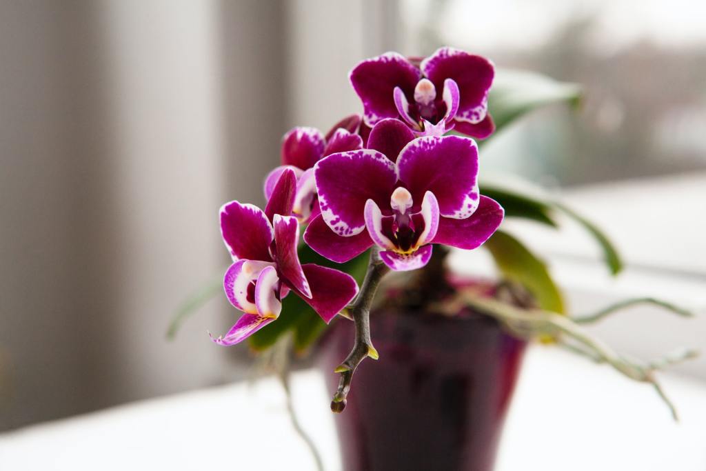Purple potted orchids
