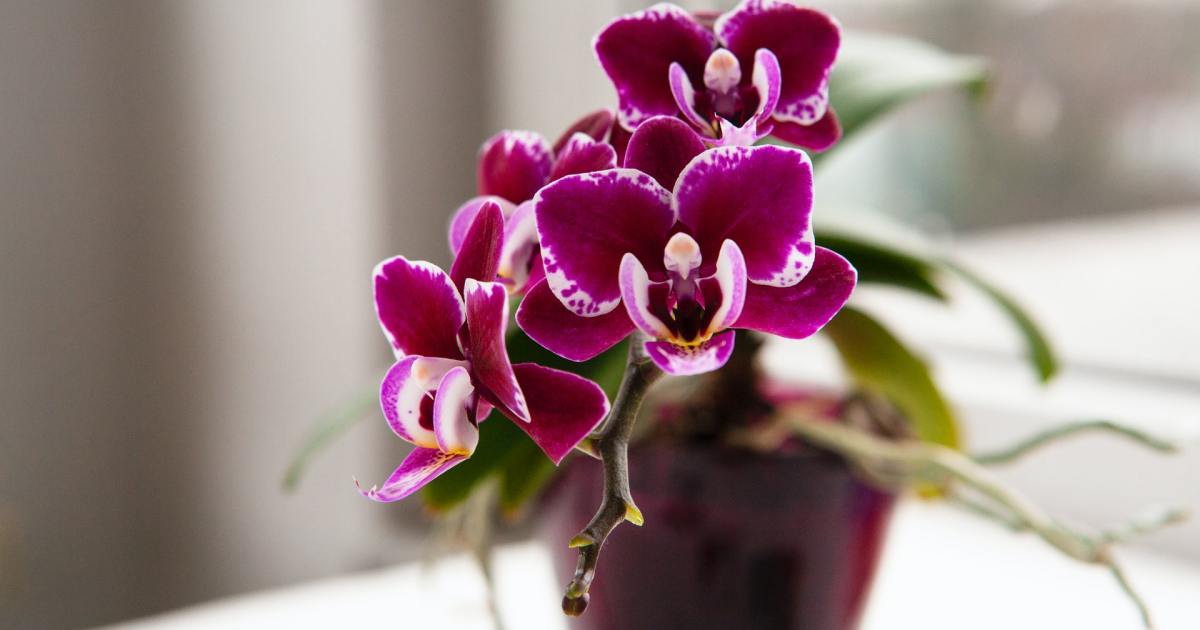 How Much Light Do Orchids Need? HappySprout