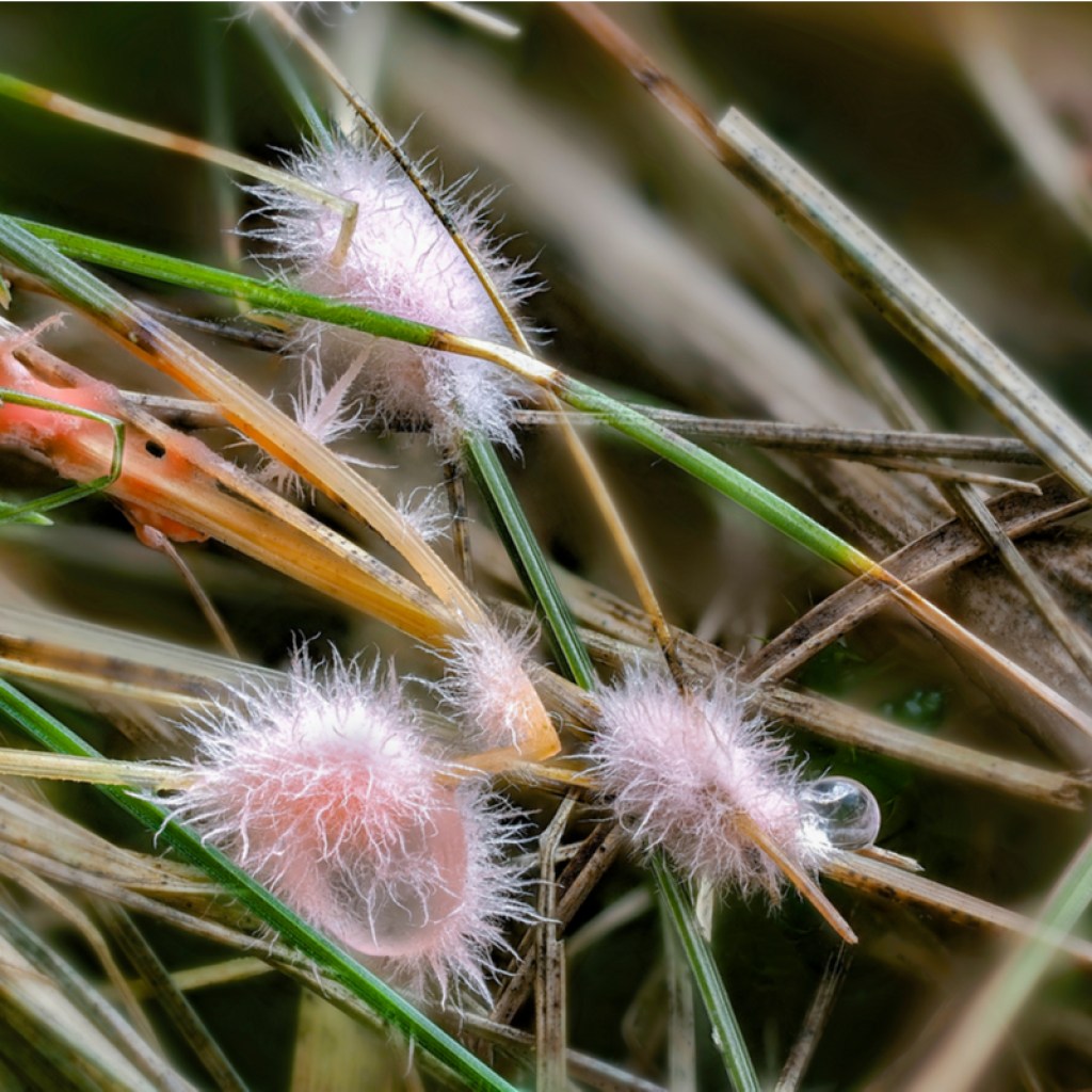 Close-up of red thread lawn fungus on grass