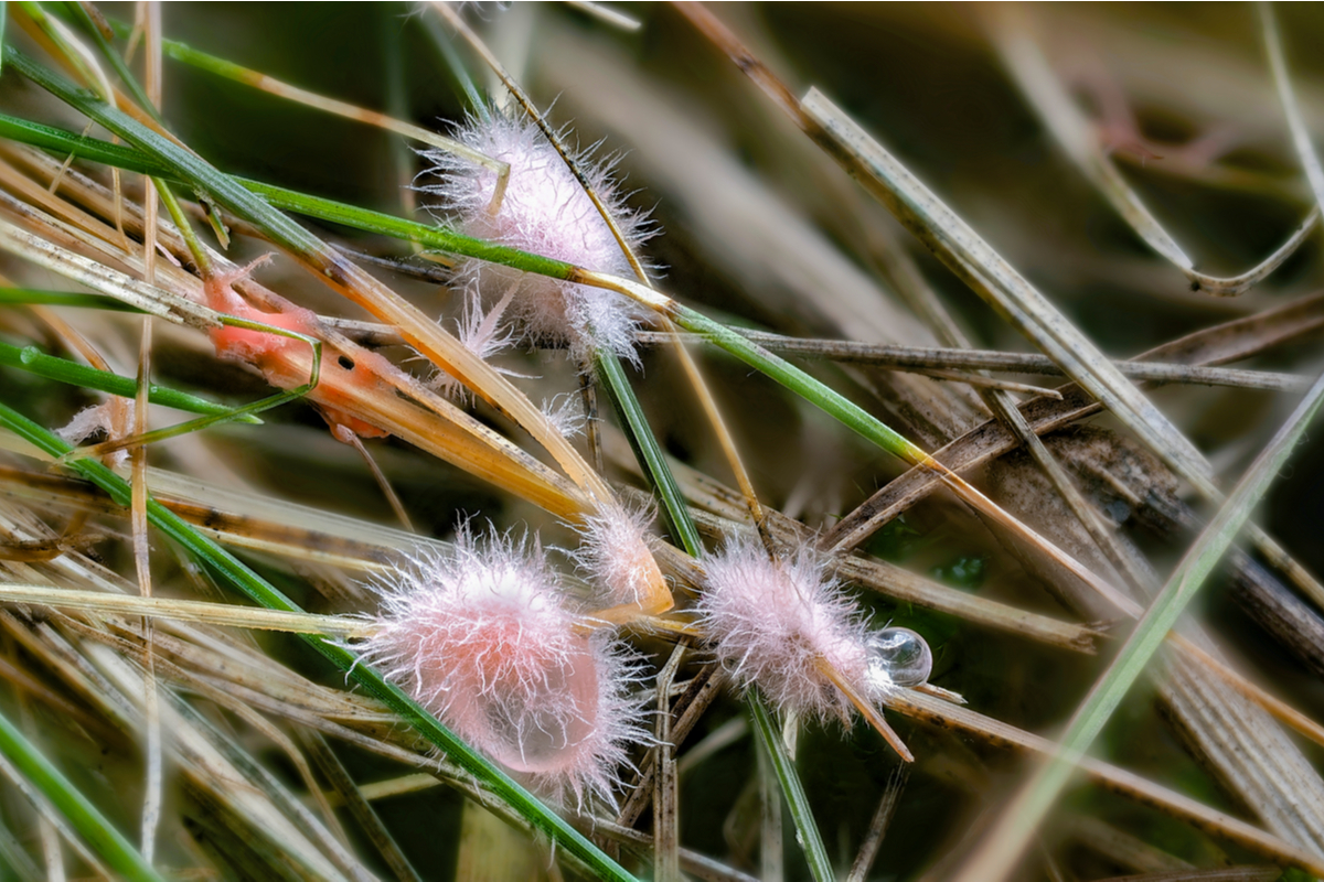 Close up of red thread lawn fungus on grass