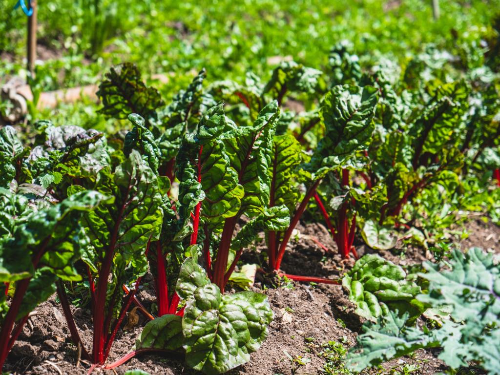 Rhubarb plants