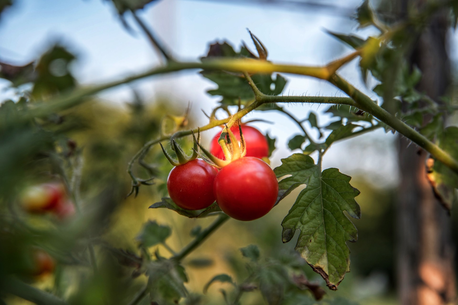How to Grow Cherry Tomatoes HappySprout
