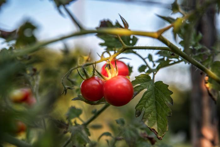 Ripe red cherry tomatoes on a vine