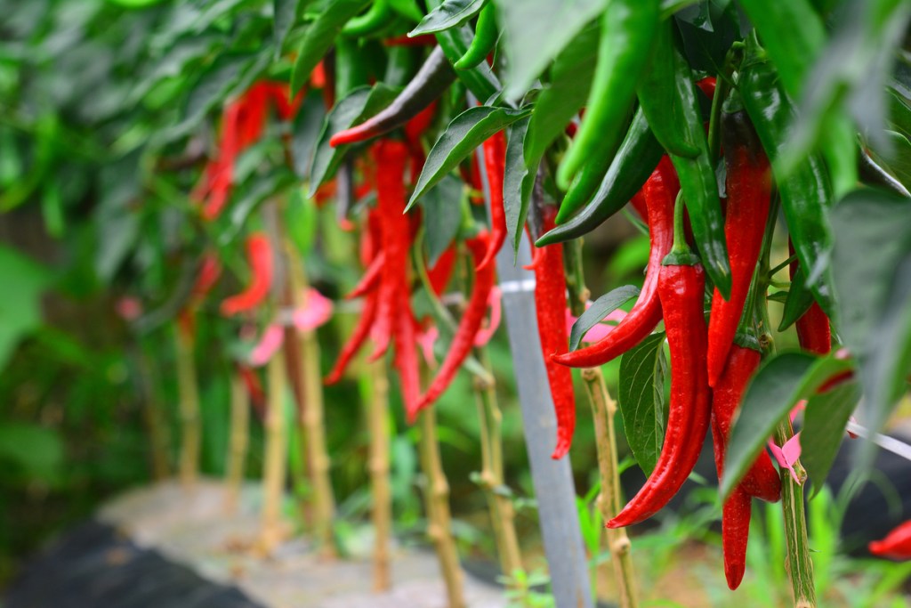 Growing chili peppers