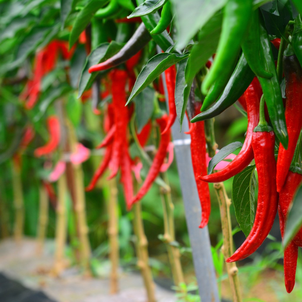 Growing chili peppers