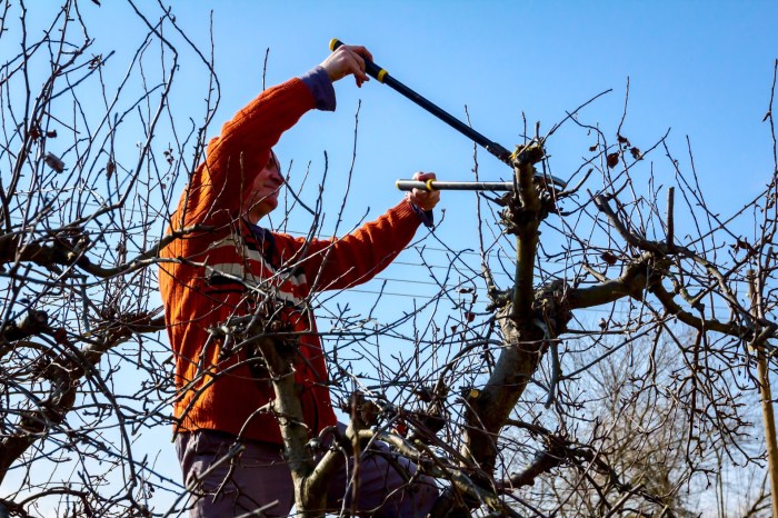 Man pruning a tree with clippers
