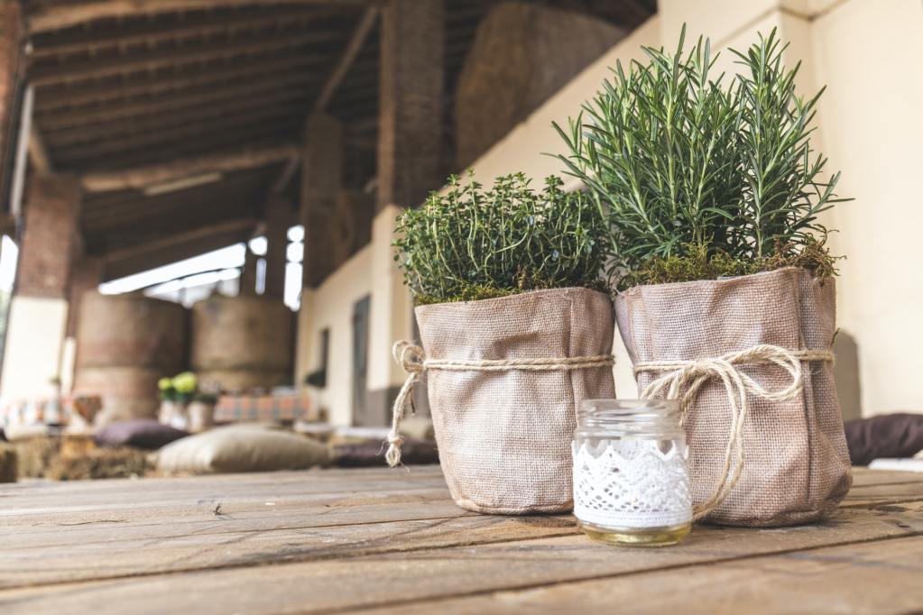 Potted rosemary plants on a table