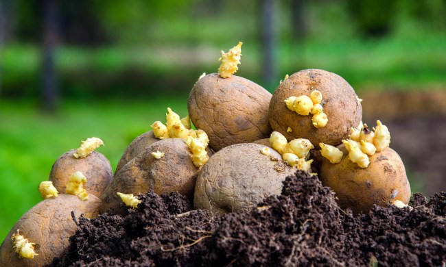 Stack of seed potatoes on a pile of soil