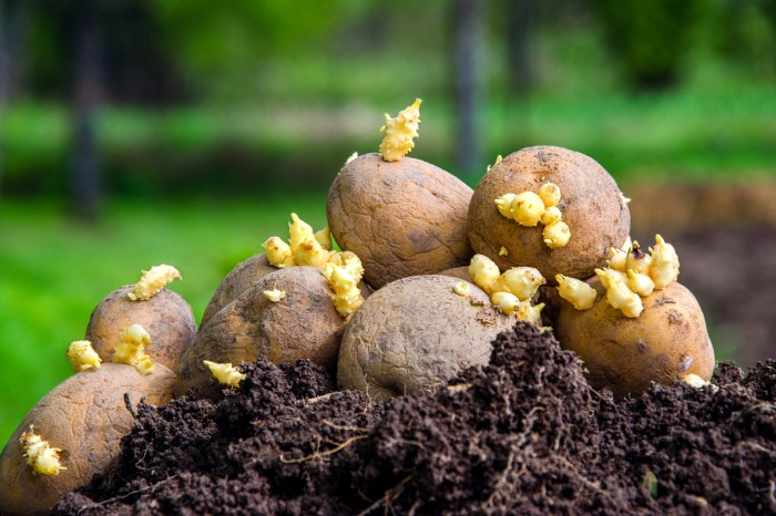 Stack of seed potatoes on a pile of soil