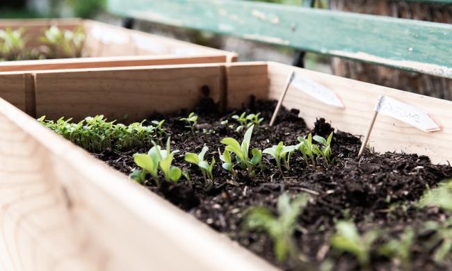 Rows of plant seedlings in wooden box garden