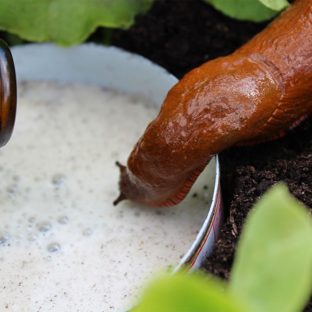 slug beer trap