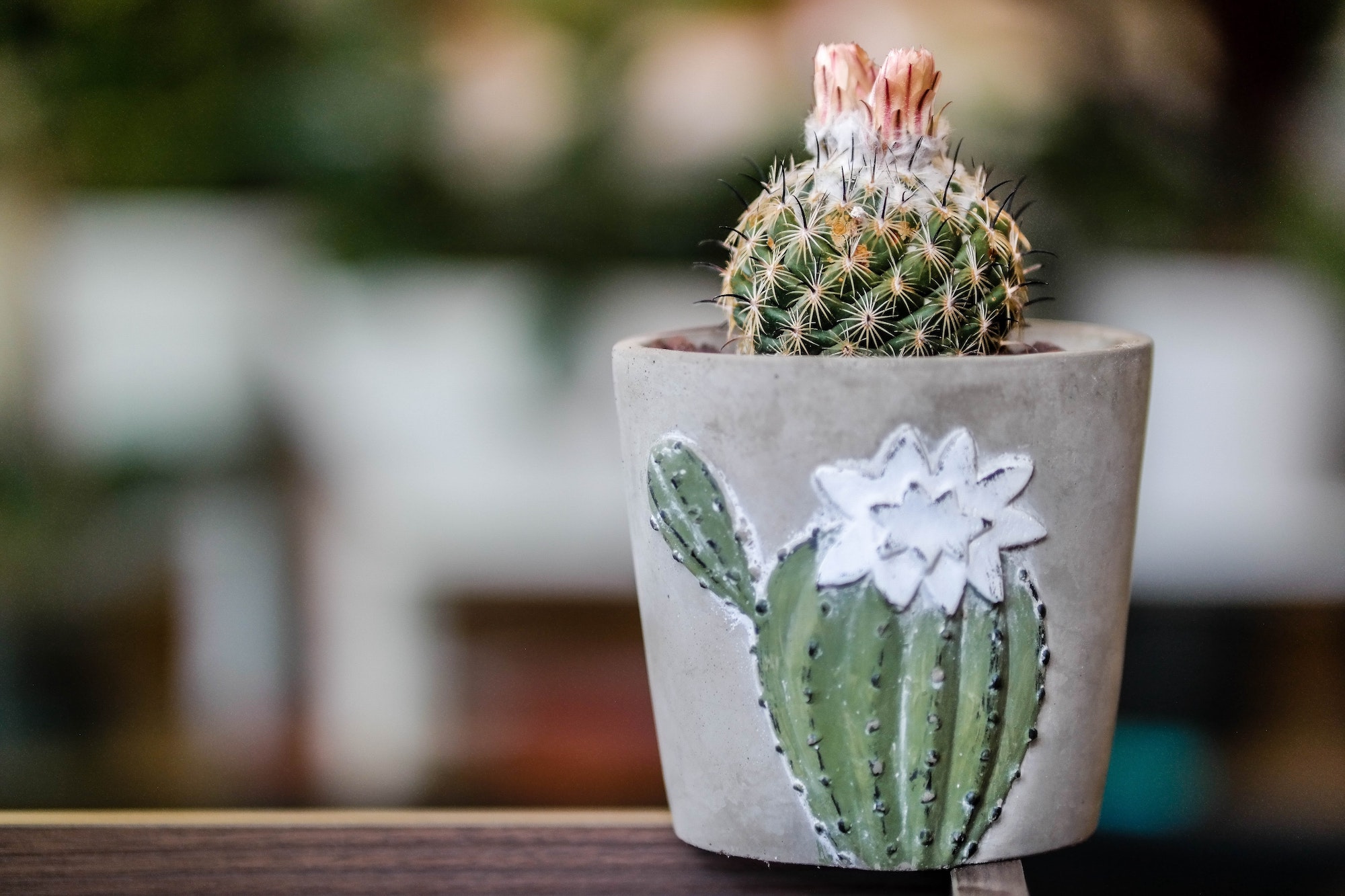 small cactus in planter with a cactus on front