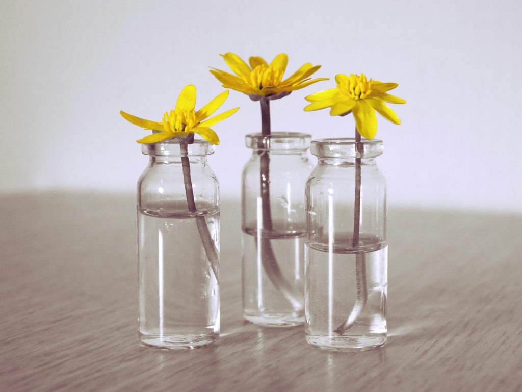 yellow flowers in three glass vases