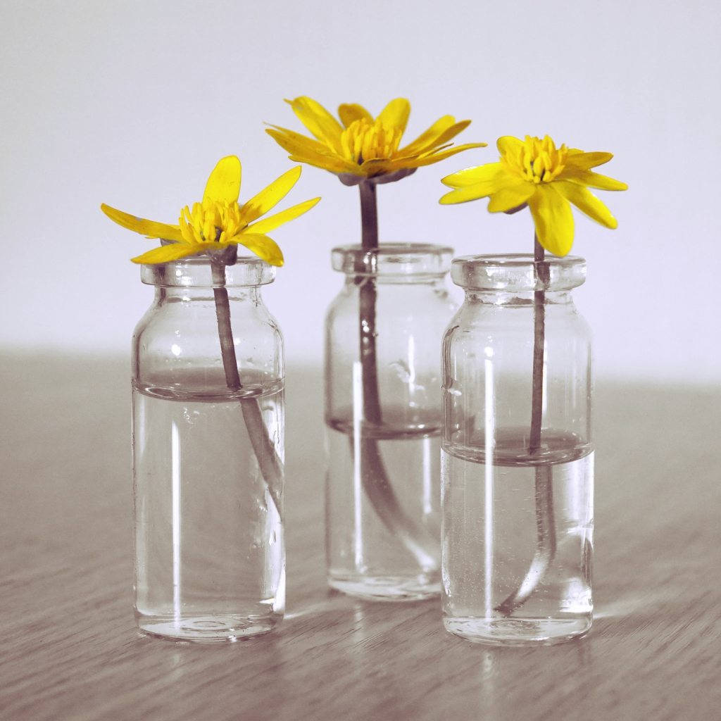 yellow flowers in three glass vases