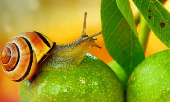 Brown snail on green fruit