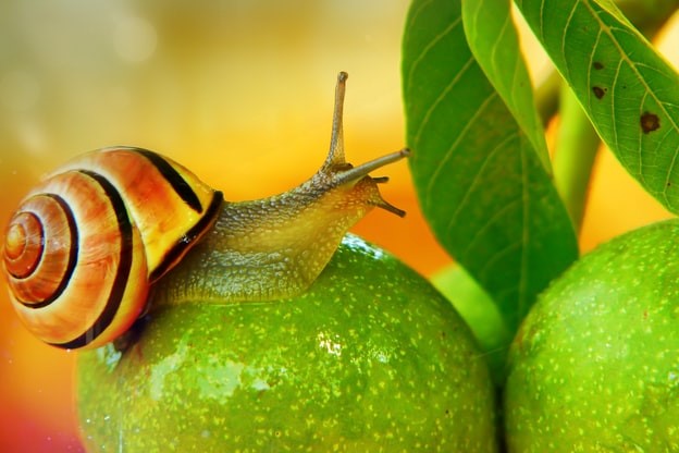 Brown snail on green fruit