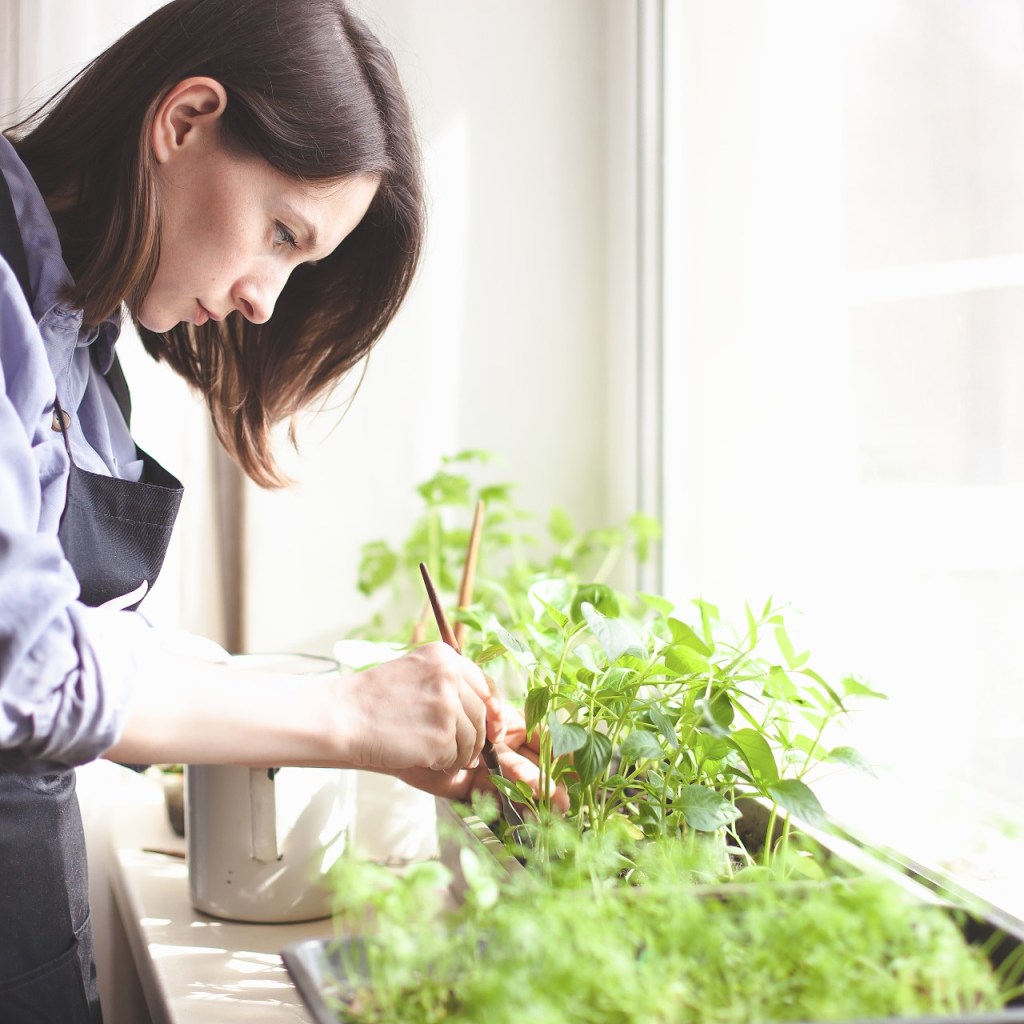 Woman pruning her indoorplants