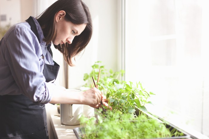 Woman pruning her indoorplants