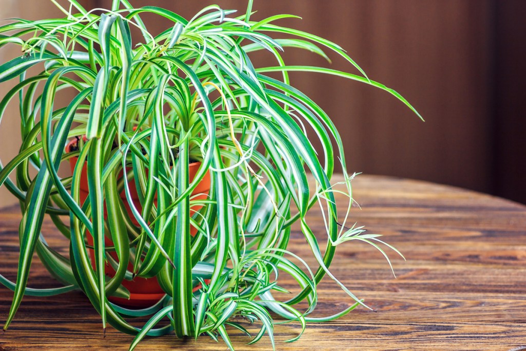 Spider plant with spiderettes