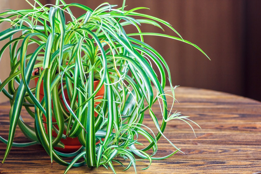 Spider plant with spiderettes