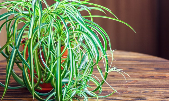 Spider plant with spiderettes
