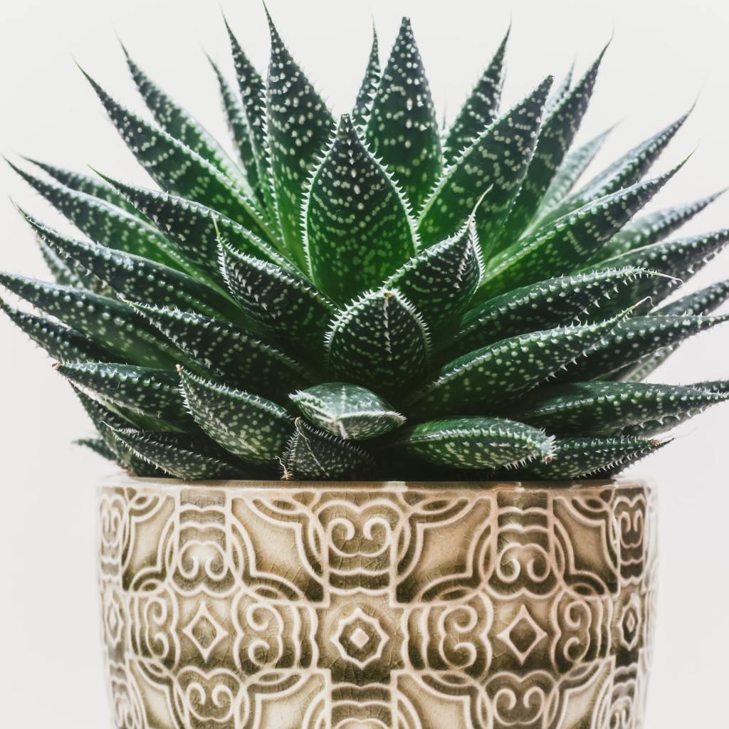 A potted succulent
