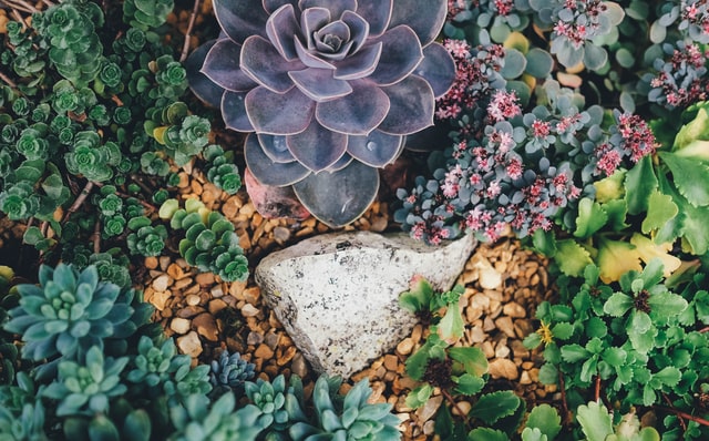 Succulents with rocks