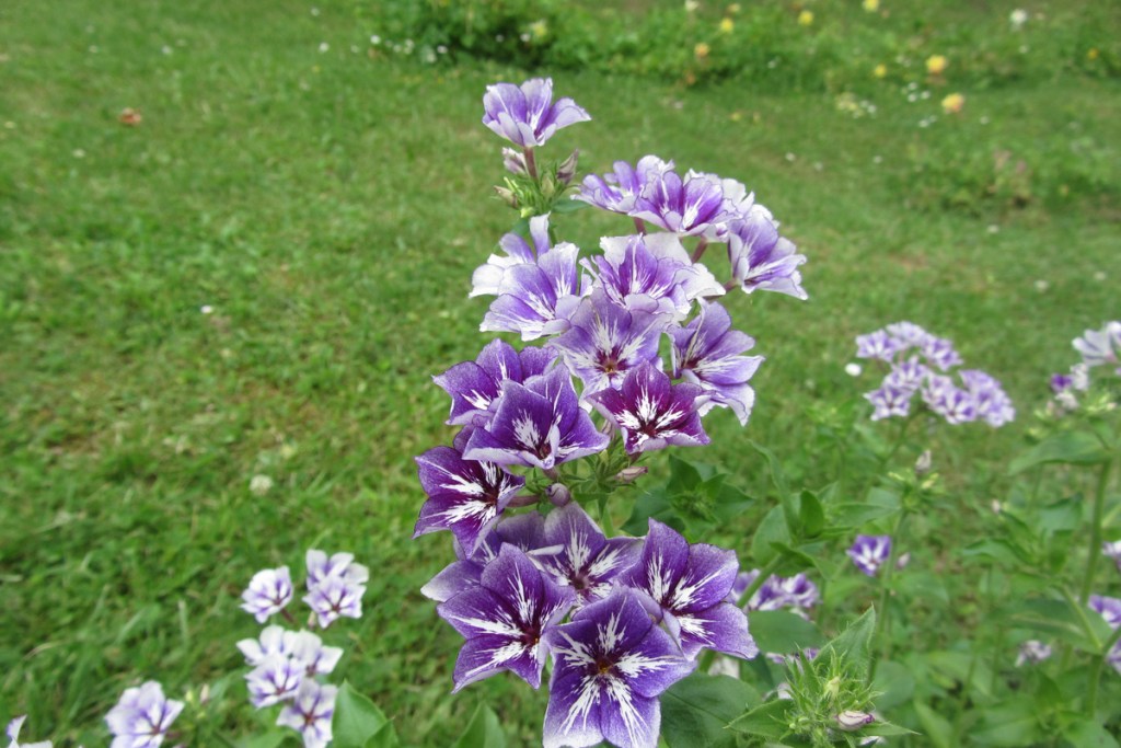 A cluster of phlox blossoms