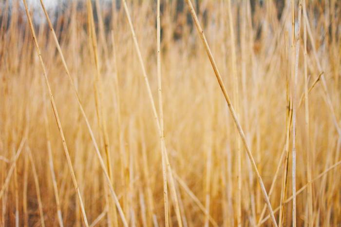 Tall and thin brown grass