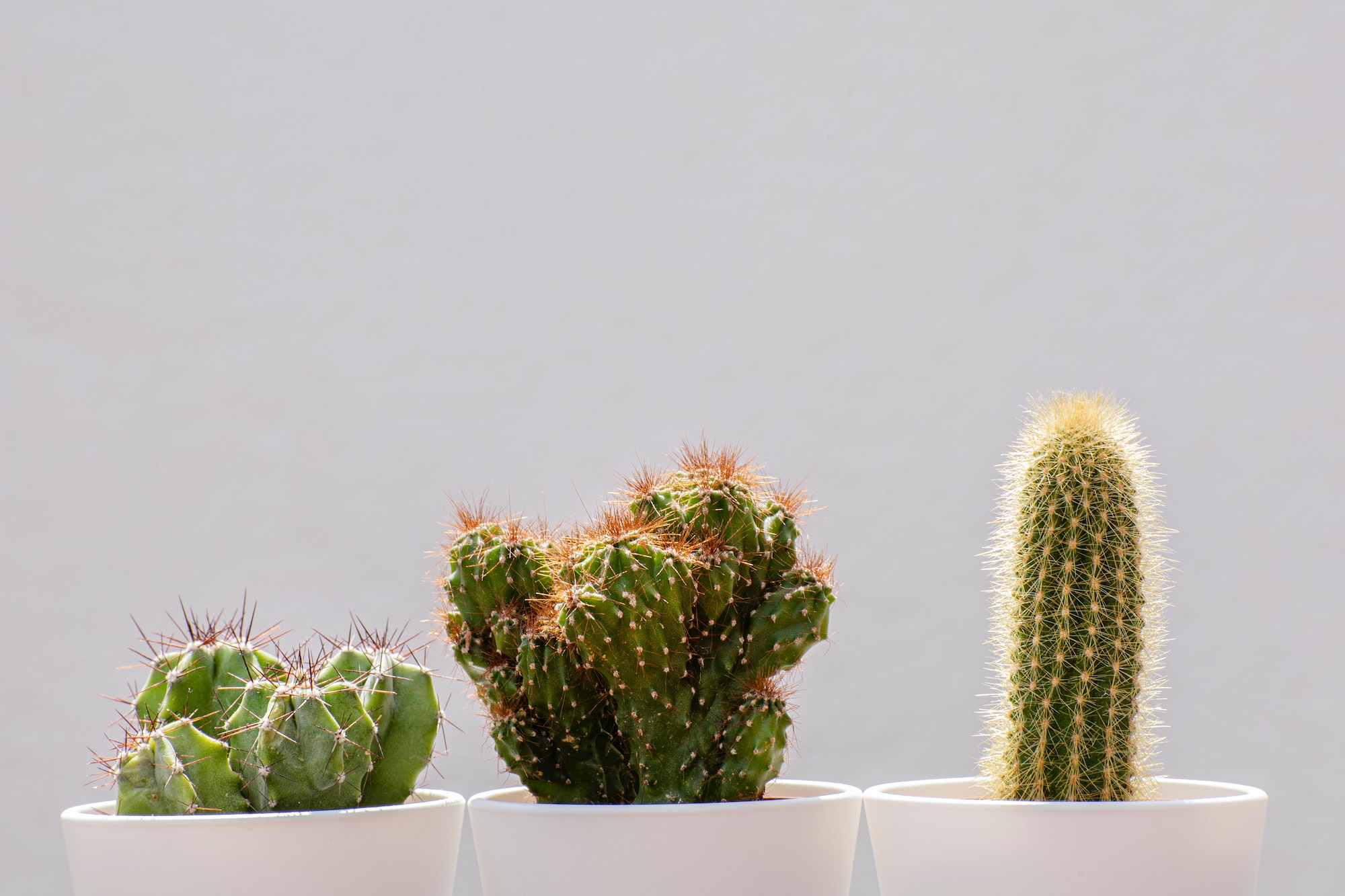 three different cactuses in white planters