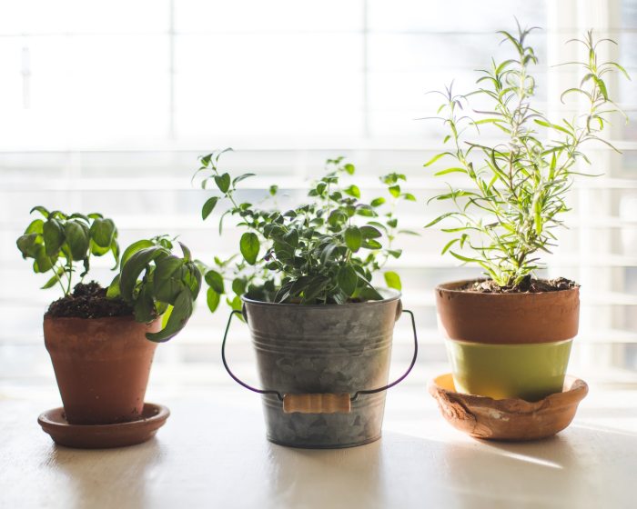 garden subscription boxes three indoor plants in different pots