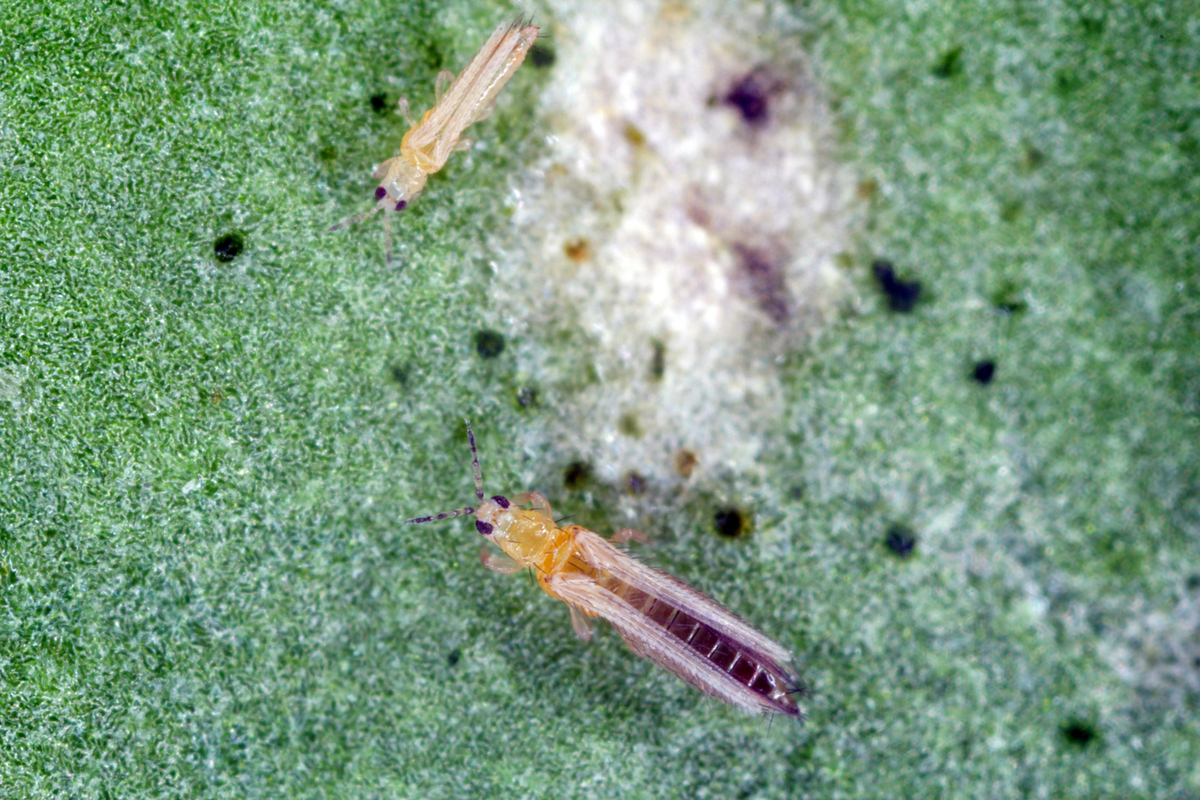  How to get rid of thrips on houseplants