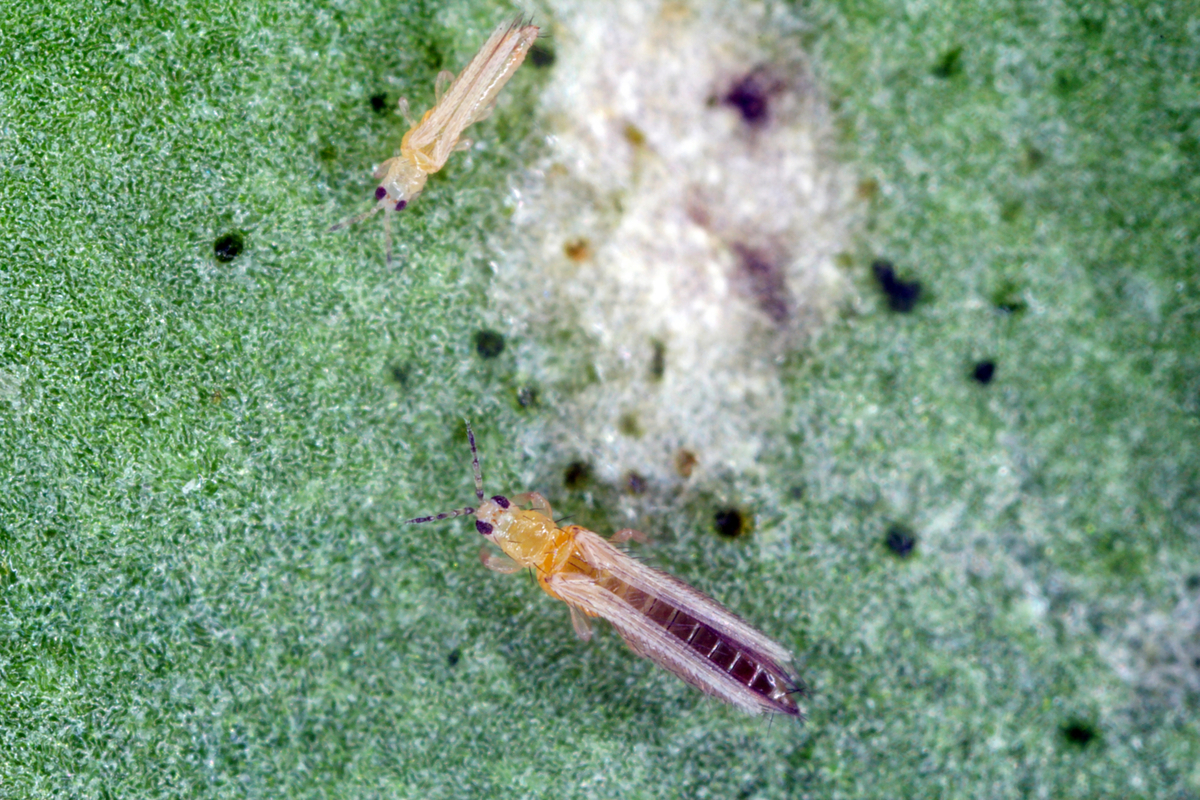 Top 10+ How to kill thrips indoors 1 How to get rid of thrips on houseplants
