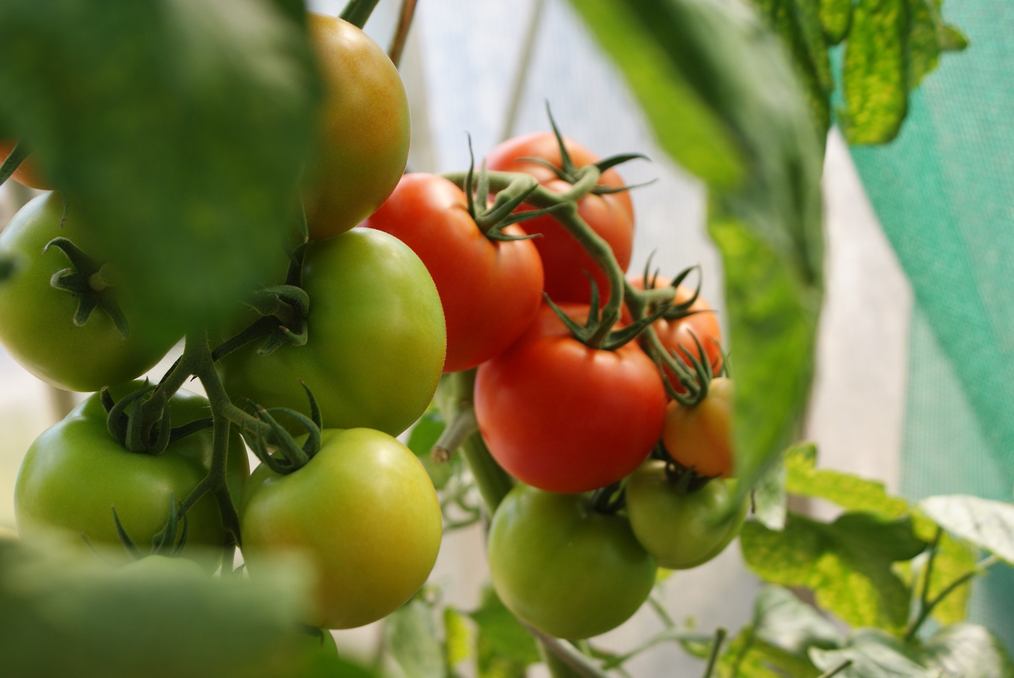tomato plant with green and red tomatoes