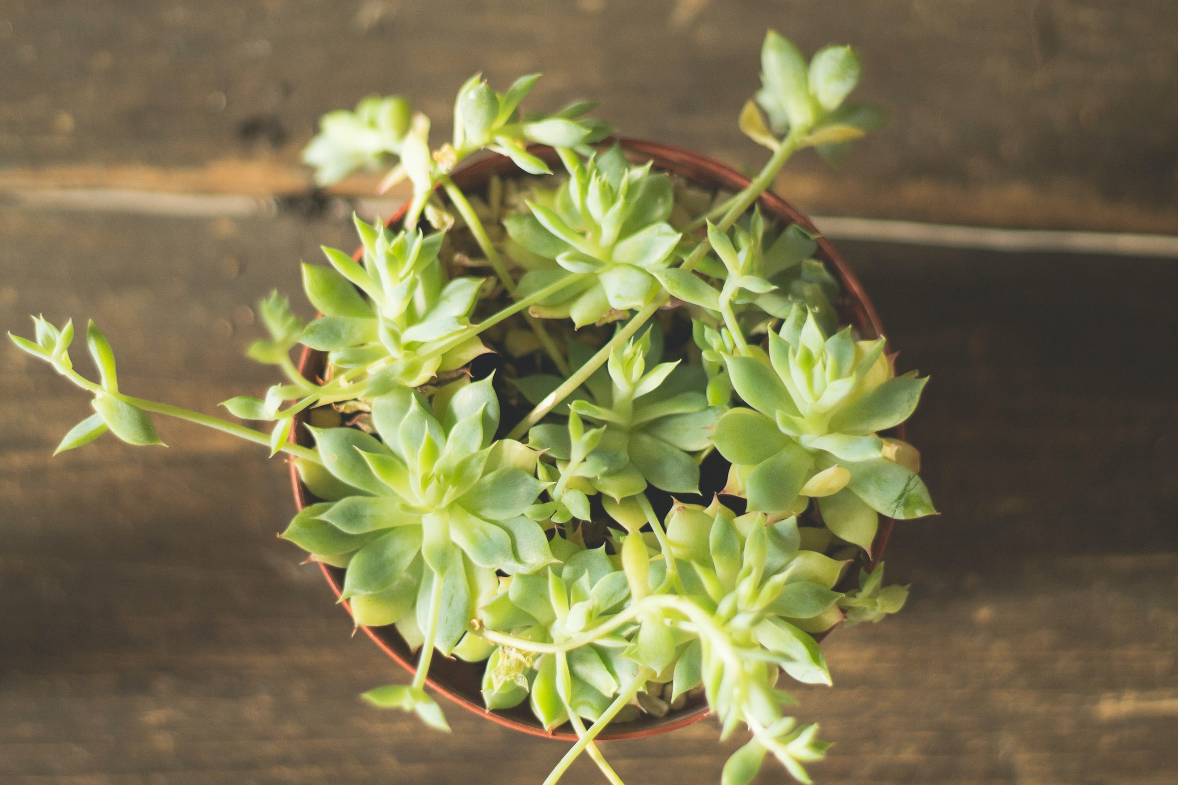  How to water succulents: an easy guide to happy, healthy plants