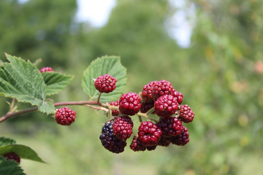 Red blackberries ripening on vine