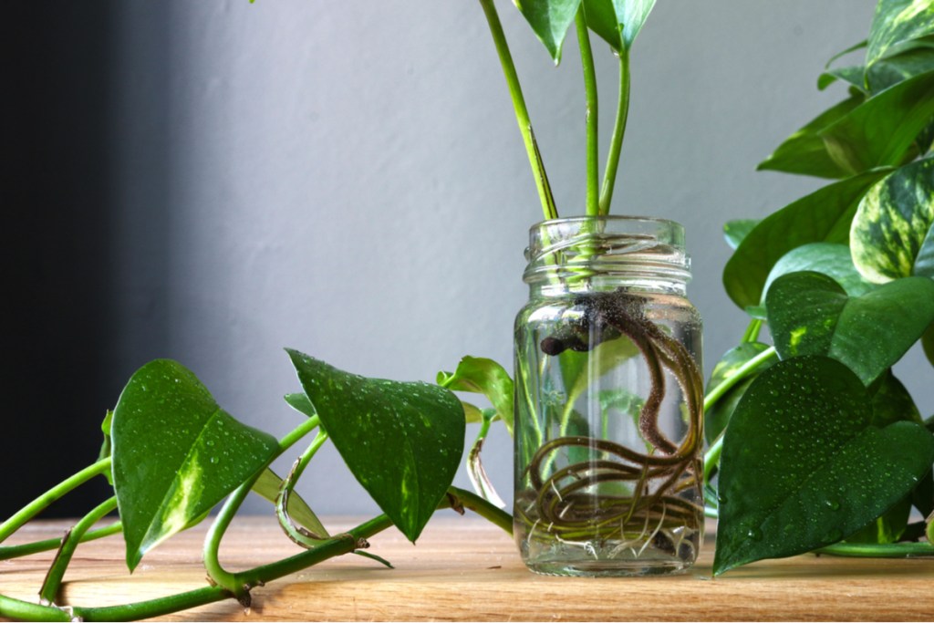 Pothos growing in water