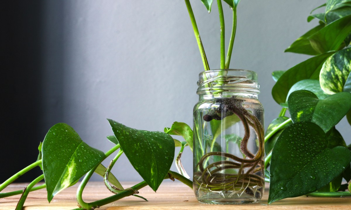 Pothos growing in water