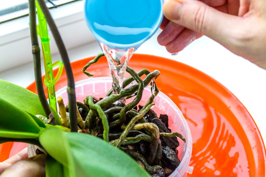 Watering indoor orchid in clear container