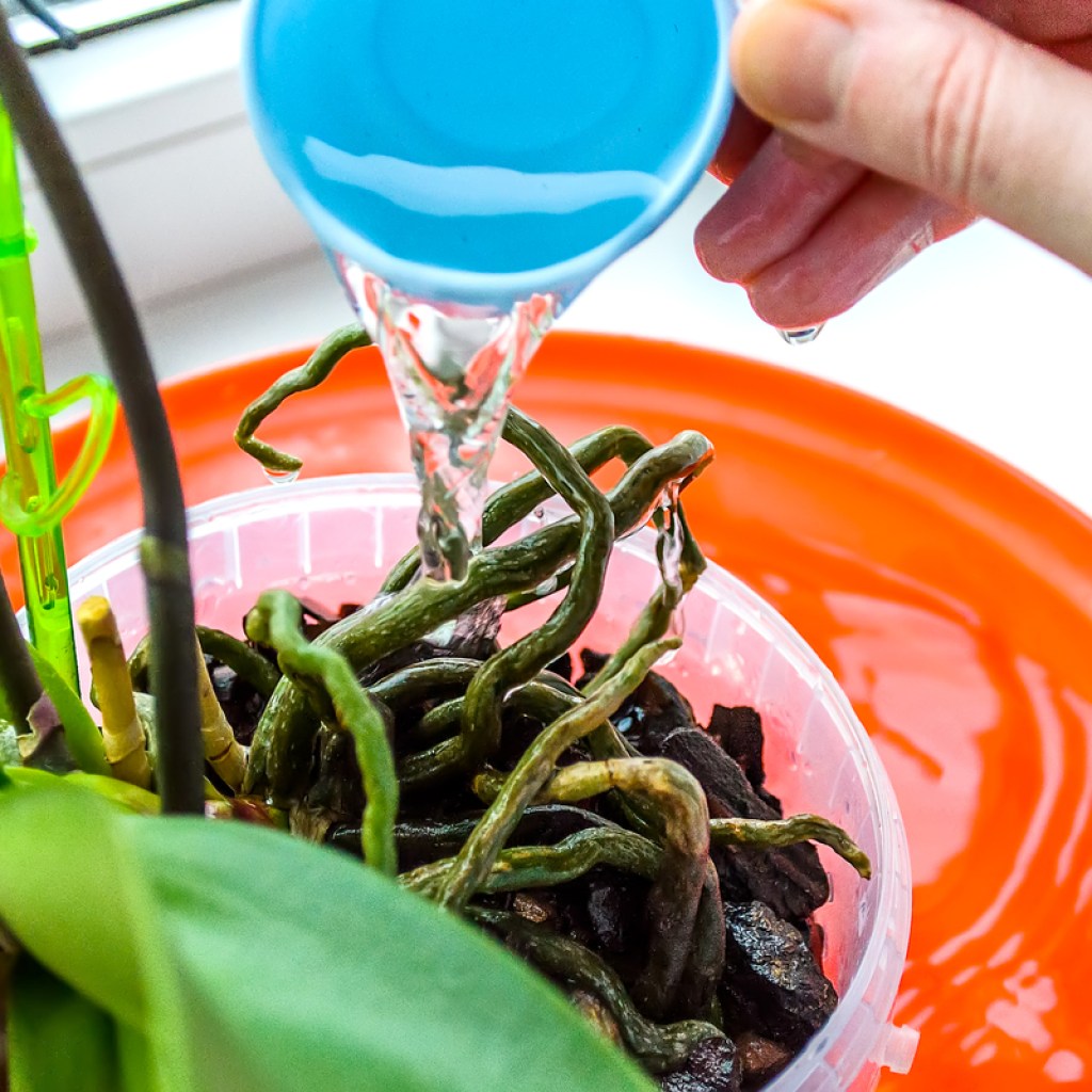 Watering indoor orchid in clear container
